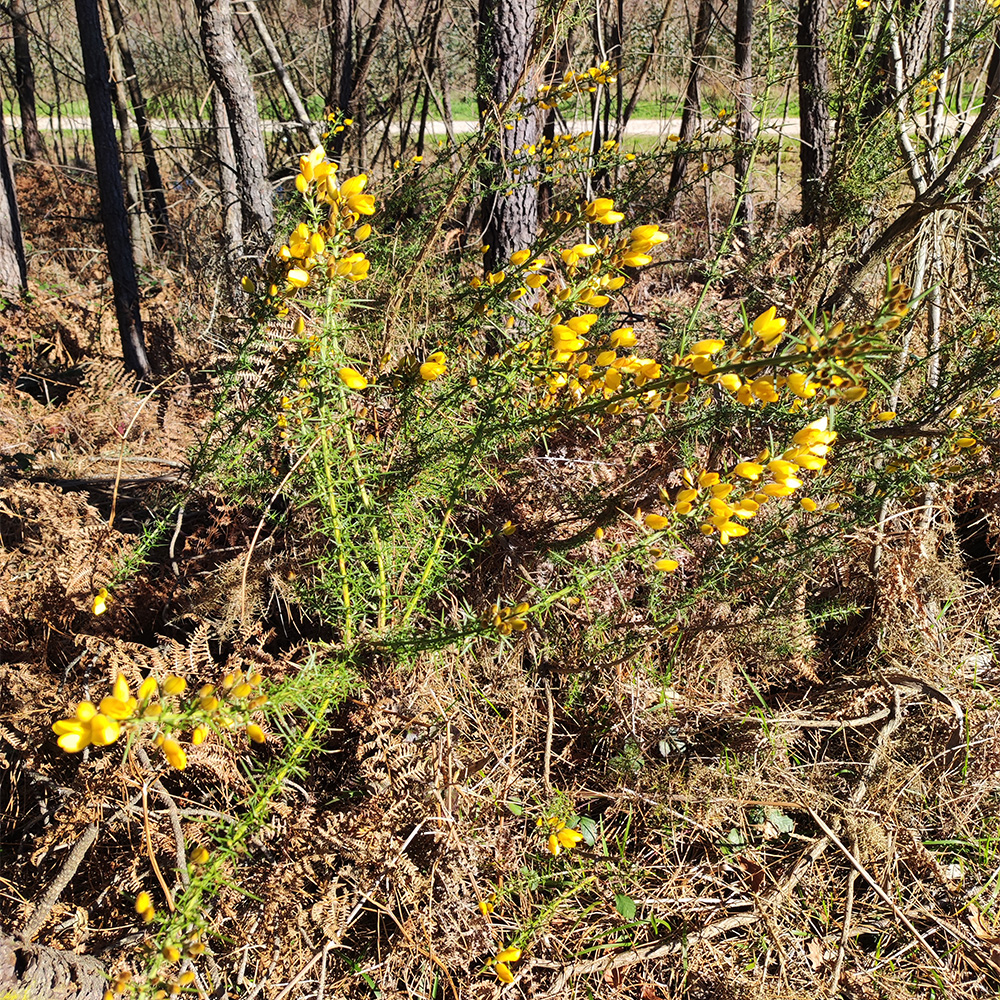 Plantas de toxo (Ulex europaeus)